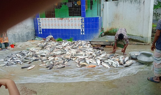 মোল্লাহাটে ঘের লুট ও সরঞ্জাম বিনষ্ট: ৬৬ জনের নামে মামলা