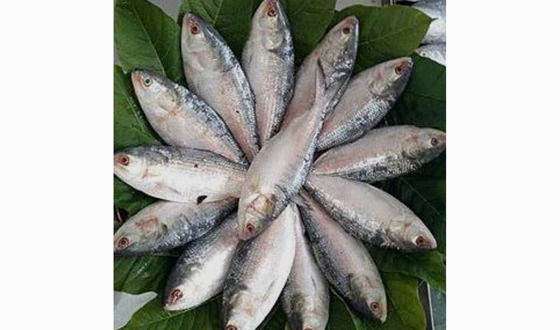 তানোরে গ্রামাঞ্চলের হাট বাজারে এখন আর মিলেনা ইলিশের দেখা