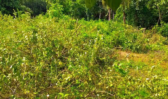 কালীগঞ্জে কৃষকের ৪৮ টি ধরন্ত কাগজী লেবু গাছ কাটলো দুর্বৃত্তরা