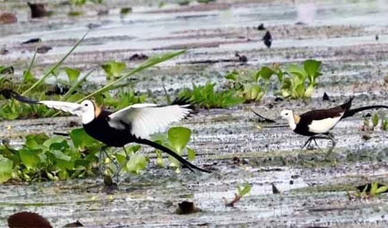 প্রকৃতির অনিন্দ্য সৌন্দর্যের নিদর্শন বিরল প্রজাতির পাখি জলময়ূর