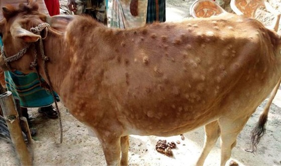 আমতলীতে গরুর লাম্পি স্কিন রোগের প্রাদুর্ভাব: বিপাকে খামারীরা