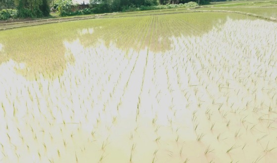 তানোরে কৃষকের জমি দখল করে প্রভাবশালীর ধান রোপন