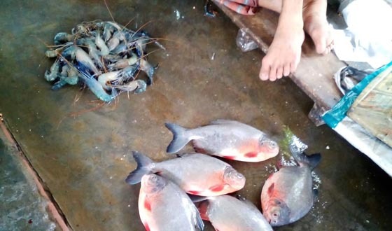 দিঘলিয়ায় হাটে বাজারে অবাধে বিক্রি হচ্ছে নিষিদ্ধ পেরাণহা ও মাগুর মাছ