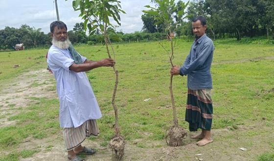 পোরশায় সাড়ে তিন শতাধীক আমগাছ উপড়ে ফেলেছে দুর্বৃত্বরা