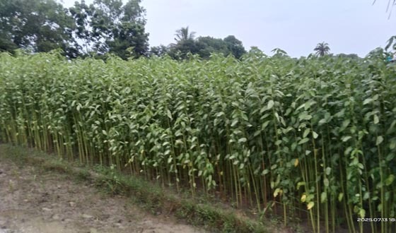 পাটকেলঘাটায় পাটচাষে আগ্রহ হারাচ্ছে চাষিরা