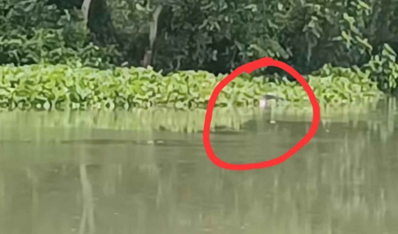 মহেশপুর কোদলা নদী থেকে অজ্ঞাত ব্যক্তির মরদেহ উদ্ধার