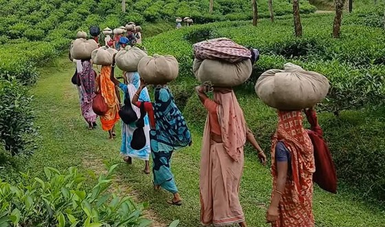 দেশে চা উৎপাদনে শীর্ষে মৌলভীবাজার জেলা