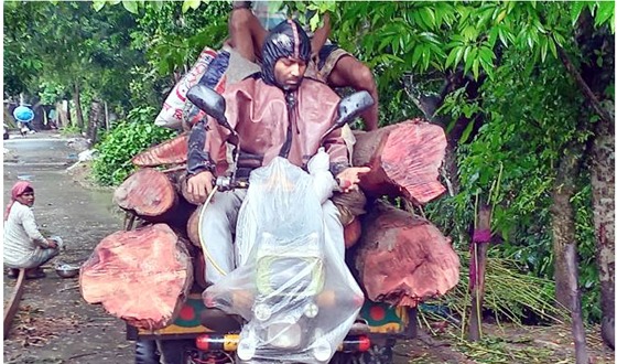 জোর পূর্বক ১০টি গাছ কেটে নেয়ার অভিযোগ