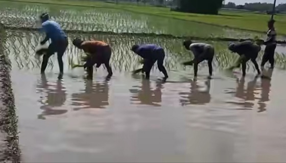 রোপা আমন চাষ ও রোপনে বেকায়দায় সীমান্তের আদিবাসী ও কৃষকেরা