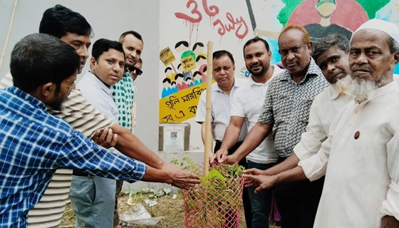 সরাইলে ৪ শহীদ ১২ আহতের নামে বৃক্ষ রোপণ