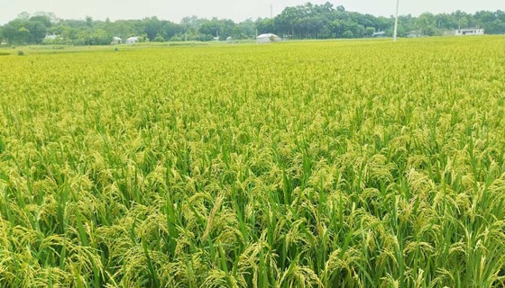 চাটমোহরে সেচসাশ্রয়ী আউশ চাষে আগ্রহ বেড়েছে কৃষকদের