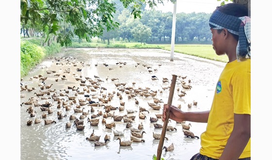 তানোরে হাঁস পালন করে হাফিজুরের আয় লাখ টাকা