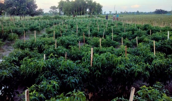 ভালো ফলন ও বাজার মূল্যে খুশি শ্রীমঙ্গলের কাঁচা মরিচ চাষিরা