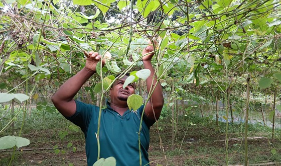 গারো পাহাড়ে আগাম শিম চাষে সফলতা