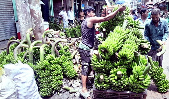 শ্রীমঙ্গলের নতুন বাজারে প্রতিদিন কলা বিক্রি হয় ৪-৫ লাখ টাকা
