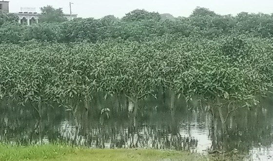 সাপাহারে মাঠের পানি নিষ্কাশন পথ বন্ধ, ব্যাপক ক্ষতির সম্ভাবনা