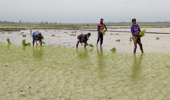 রাণীনগরে আমন ধান রোপণ শুরু করেছেন কৃষক