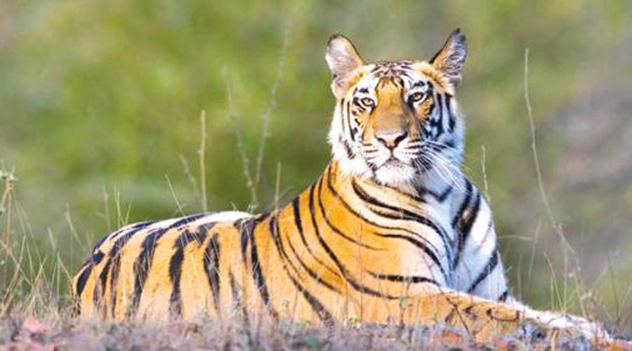 আজ বিশ্ব বাঘ দিবস