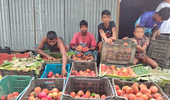 ইন্দুরকানীর বিলাতি গাব যাচ্ছে সারাদেশে