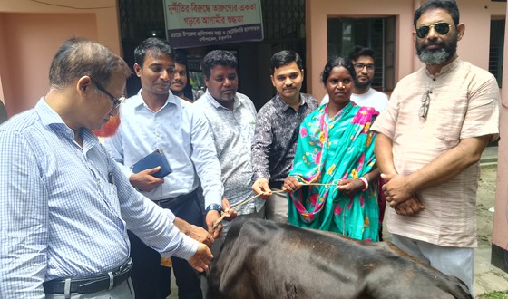 রাণীশংকৈলে সমতল আদিবাসিদের মাঝে গরু বিতরণ