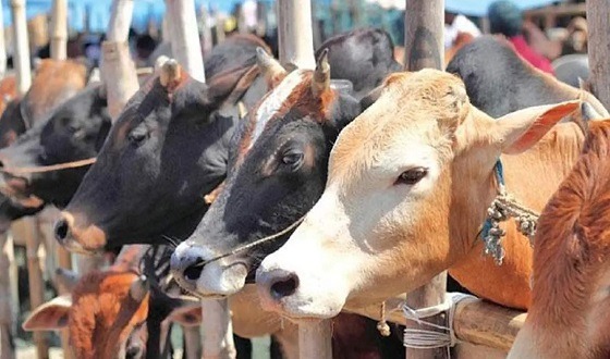 প্রথমবার পশুর হাটে যাওয়ার আগে যেসব বিষয় লক্ষ রাখতে হবে