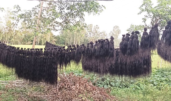 তানোরে নারীর উচ্ছিষ্ট চুলের ব্যবসায় হাজারো পরিবারের জীবিকা নির্বাহ