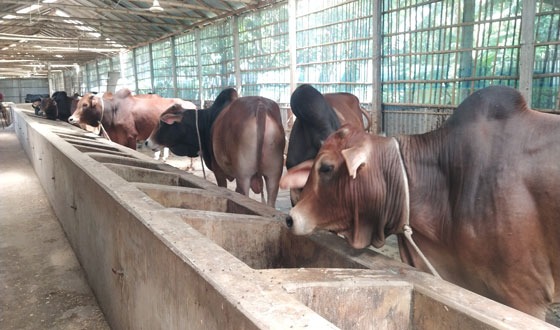 কুড়িগ্রামে কেজিতে বিক্রি হচ্ছে জীবন্ত গরু-ছাগল