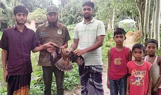 শ্রীবরদীতে আহত ভুবন চিল উদ্ধার