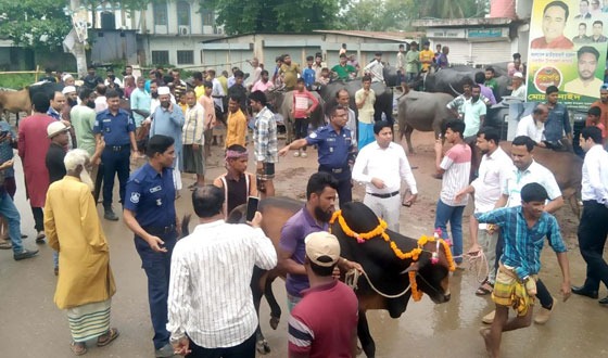সরাইলে প্রশাসনের যৌথ অভিযানে অবৈধ পশুর হাট উচ্ছেদ