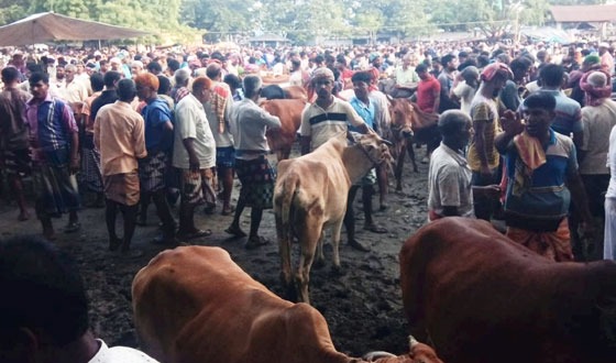তানোরে দেশি গরুতে জমে উঠেছে গ্রামাঞ্চলে পশুর হাট