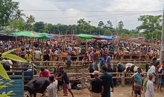 সাটুরিয়ায় কোরবানির পশুর হাটে সরবরাহ বেশি, লোকসানের আশঙ্কা