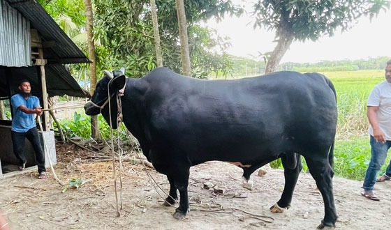 খালেদা জিয়াকে কালা মানিক উপহার দিতে চান সোহাগ মৃধা