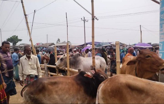 কয়রায় শেষ দিকে জমে উঠেছে কোরবানির গরুর হাট