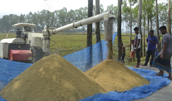 কাহারোলে বোরো ধান কাটতে সক্ষম হচ্ছে কম্বাইন হারভেষ্টার