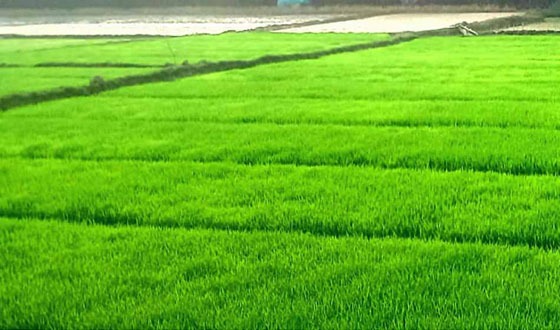 কাহারোলে আমন ধান আবাদের জন্য ৭৫০ হেক্টর বীজতলা প্রস্তুুত