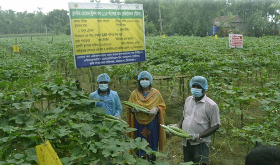 কাহারোলে উত্তম কৃষি চর্চার মাধ্যমে মাচায় চিচিংঙ্গা চাষ সাড়া ফেলেছে