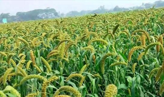 হারিয়ে যাচ্ছে কাউন চাষ