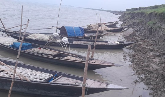 সুজানগরে পদ্মার ভাঙ্গনের কবলে বাড়ি-ঘর ও ফসলী জমি