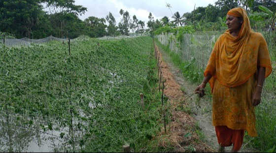 তালতলীতে কৃষাণীর ১ একর জমির সবজি গাছ উপড়ে ফেলল প্রতিপক্ষ
