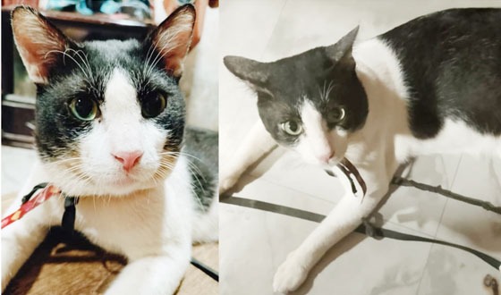 হারানো পোষা বিড়াল ফিওনা’র সন্ধানে পুরস্কার ঘোষণা