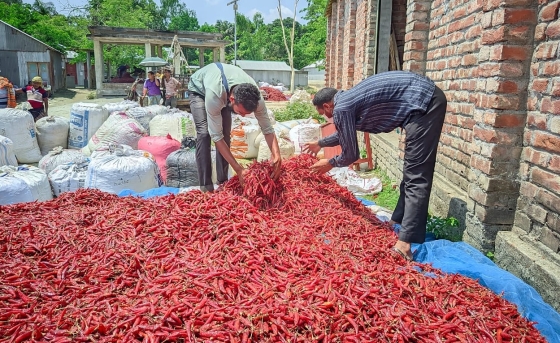 লাল মরিচের জমজমাট হাটে দিনে বিক্রি হয়  ৩ কোটি টাকা