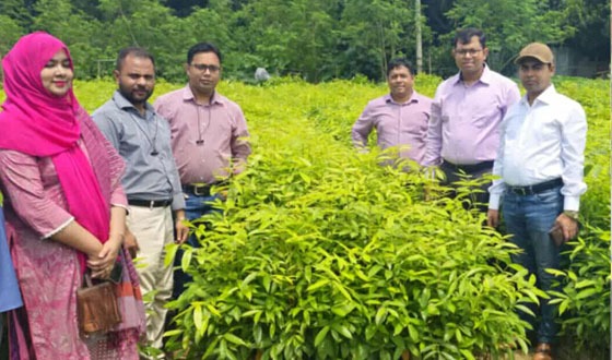 দৌলতপুর বনায়ন কর্মসূচির আওতায় গাছের চারা বিতরণ