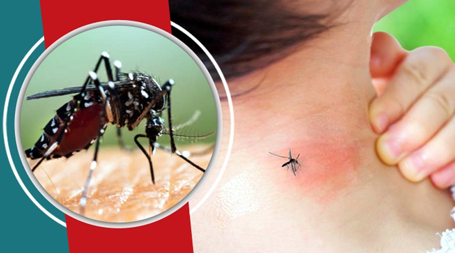 বরিশালে ডেঙ্গু আক্রান্তে দুইজনের মৃত্যু