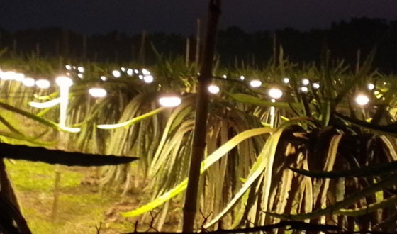 বিদ্যুৎ এর  রঙ্গিন আলোয় রাতের ড্রাগন বাগান