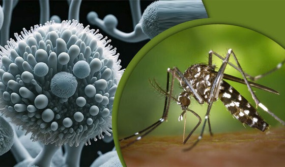 দেশে প্রথমবার শনাক্ত জিকা ভাইরাসের ক্লাস্টার, আক্রান্ত ৫