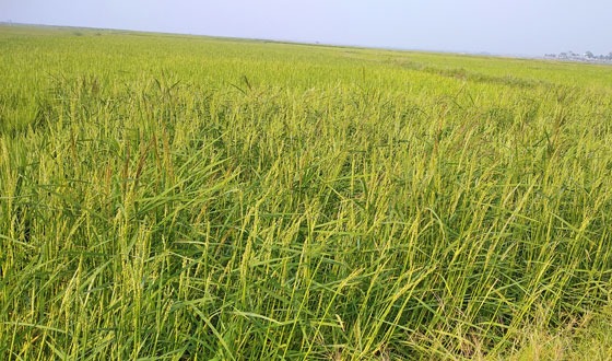 কিশোরগঞ্জে ইরি বোরো ধানের বাম্পার ফলনের সম্ভাবনা