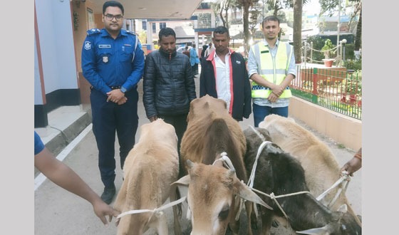 শ্রীমঙ্গলে চোরাই গরুসহ ২ গরুচোর গ্রেফতার