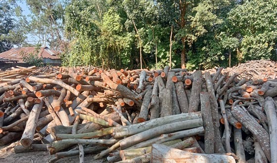 পীরগঞ্জে ৪টি ইটভাটা গুঁড়িয়ে দেয়া হলো