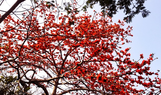 বসন্তের আবহাওয়ায় উঁকি দিচ্ছে শিমুল ফুল