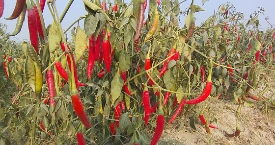 ইসলামপুরে মরিচের বাম্পার ফলনেও কৃষকরা হতাশ